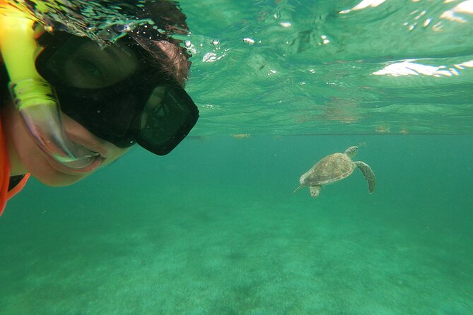 Private Tour: Akumal Marine Turtle Snorkeling and Cenote Adventure - How the private pickup works from Cancun, Playa del Carmen, and Cozumel
