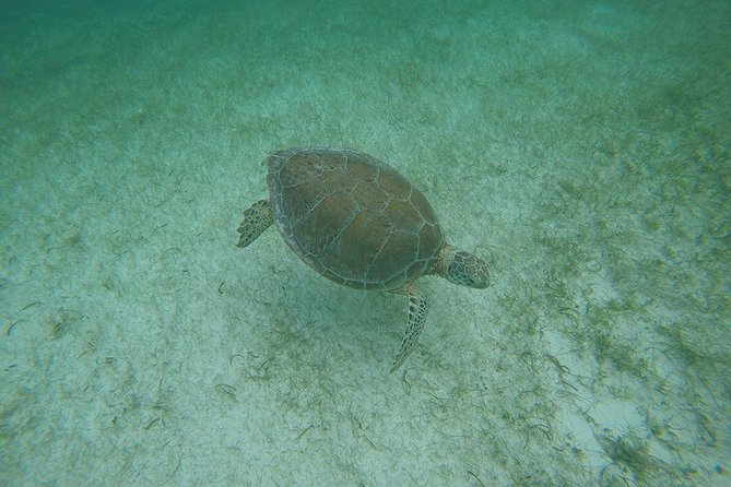 Private Tour: Akumal Marine Turtle Snorkeling and Cenote Adventure - Timing and pacing: a 6-hour plan that won’t feel endless