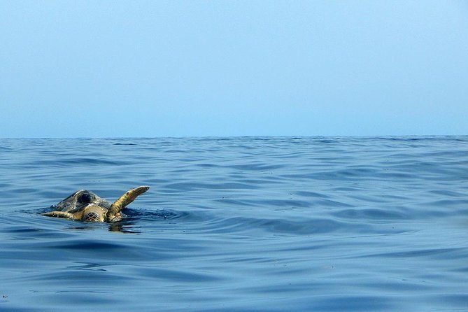 Private Tour: Akumal Marine Turtle Snorkeling and Cenote Adventure - What to bring (and what to do before you go)