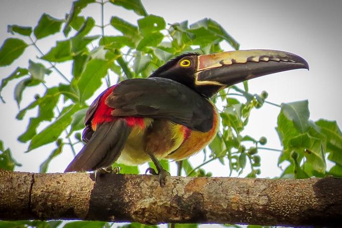 Private Tour: Birdwatching Playa del Carmen - Why Sian Kaan birds are easier to find before the heat