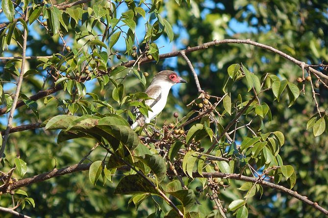 Private Tour: Birdwatching Playa del Carmen - Pickup and transport: getting there without wasting the day