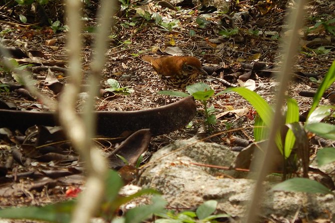 Private Tour: Birdwatching Playa del Carmen - Price and value: $525 for up to 4 people