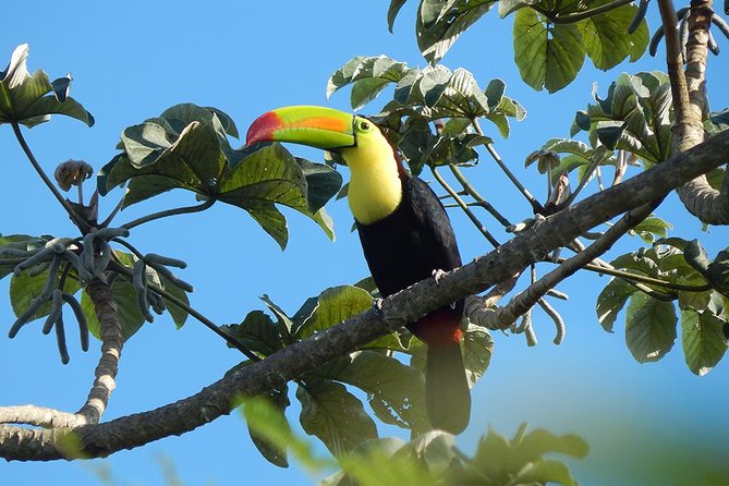 Private Tour: Birdwatching Playa del Carmen - Who this tour is best for