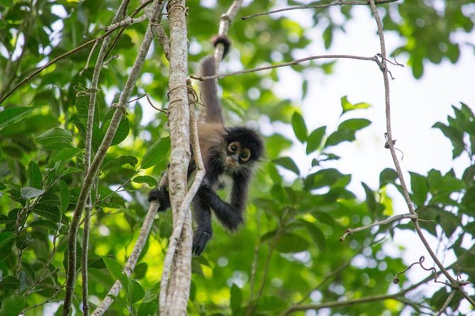 Private Tour: Coba ruins & Monkey Sanctuary with Punta Laguna - Canoe, zipline, rappel, and cenote: the adventure part you’ll actually remember