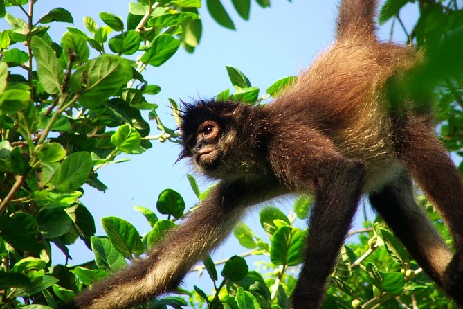Private Tour Punta Laguna Monkey Sanctuary Zip Line - Key highlights you’ll notice fast