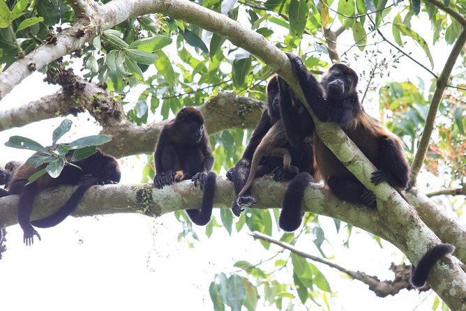 Private Tour Punta Laguna Monkey Sanctuary Zip Line - Finding spider monkeys and howler monkeys without the slog