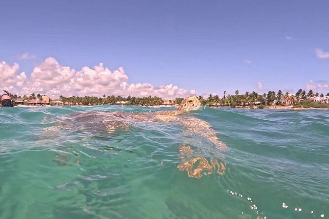 Private Tour to Tulum and Swimming with Turtles in Akumal - Snorkel gear and lunch: the inclusions that make the day easier