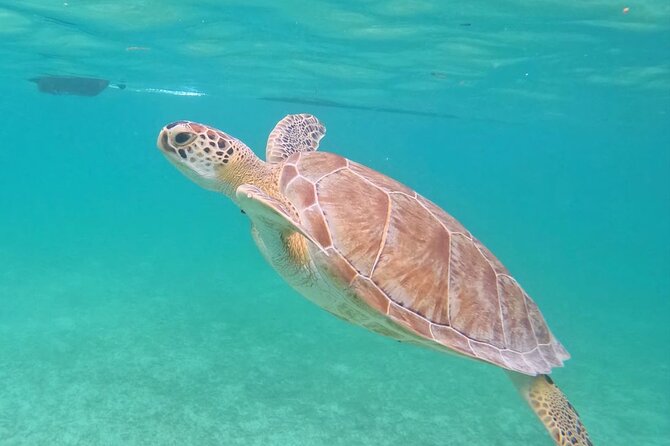 Private Tour to Tulum and Swimming with Turtles in Akumal - Fees you should know: Tulum is in, Akumal Park is extra