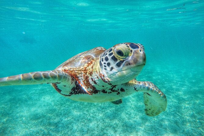 Private Tour to Tulum and Swimming with Turtles in Akumal - Who this private Tulum + Akumal turtle day suits best