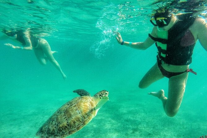 Private Tour: Turtle Swim & Cenote - Key highlights worth caring about