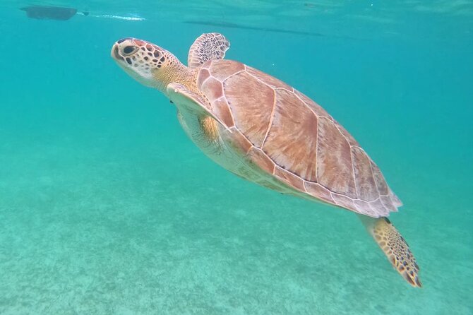 Private Tour: Turtle Swim & Cenote - Getting to Akumal Bay: gear, timing, and the simple plan