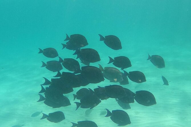 Private Tour: Turtle Swim & Cenote - Parque Akumal entrance fee: budget it before you go