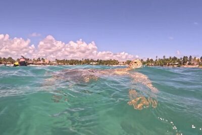 Private Tour: Turtle Swim & Cenote - Swimming with sea turtles in Akumal Bay (and how to do it right)