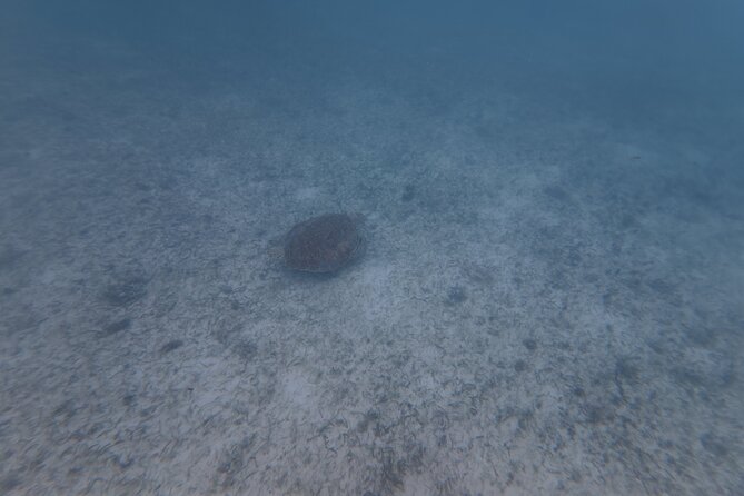 Private Tour: Turtle Swim & Cenote - Price and value: what you’re paying for at $155.42 per person