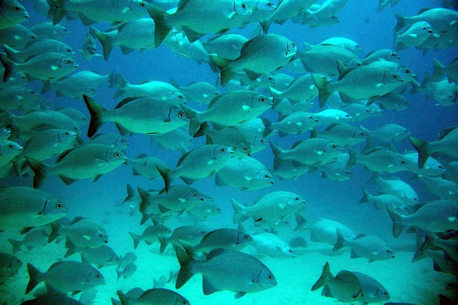 Private Tulum Ruins, Turtles in Akumal and Cenote Adventure - Why this private Tulum-Akumal-Cenote day works so well