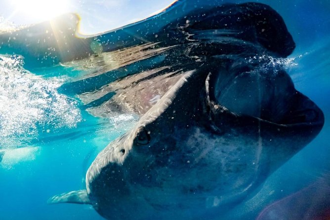 Private Whale Shark Ecofriendly Tour from Riviera Maya - Entering the Day: Playa del Carmen to the Marina