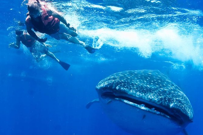 Private Whale Shark Ecofriendly Tour from Riviera Maya - How the Boat Day Works: Riviera Maya, VNV Marina, and Back Again