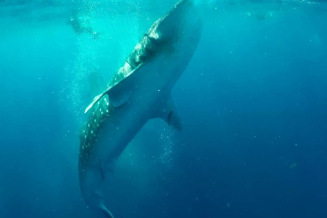 Private Whale Shark Ecofriendly Tour from Riviera Maya - Isla Contoy Stop: A Protected-Feeling Break From Pure Snorkel Time