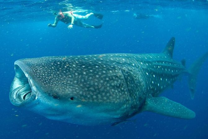Private Whale Shark Ecofriendly Tour from Riviera Maya - Playa Norte Break: Beach Time With a Purpose