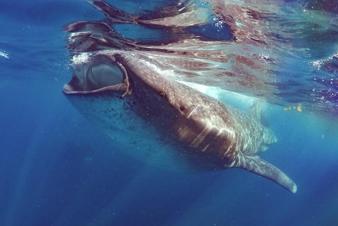 Private Whale Shark Ecofriendly Tour from Riviera Maya - Ecofriendly Hygiene That Feels Real, Not Just Marketing