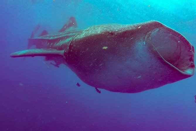 Private Whale Shark Ecofriendly Tour from Riviera Maya - Price and Value at $895: Private Access and Time Management