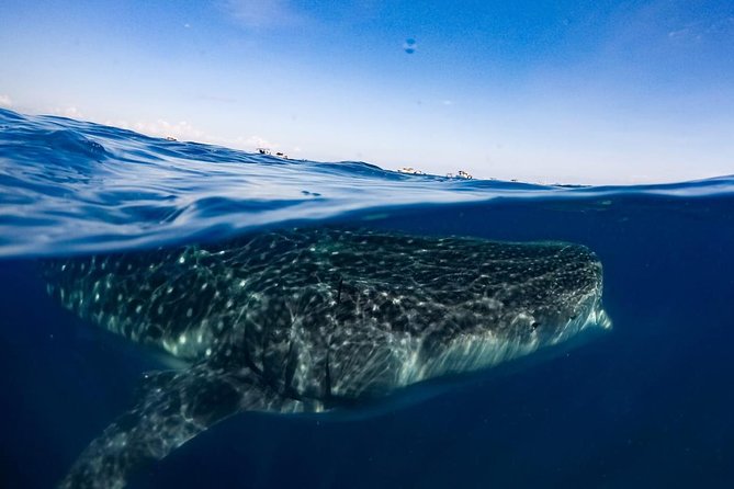 Private Whale Shark Ecofriendly Tour from Riviera Maya - Lunch on the Water: What to Expect and Why It Helps