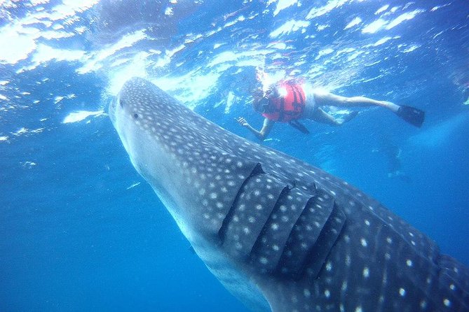 Private Whale Shark Ecofriendly Tour from Riviera Maya - The Whale Shark Moment: Short Swim Windows That Matter