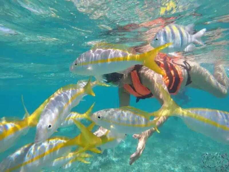 Puerto Morelos: Snorkeling at The National Reef Park - Price and value: is $37 for two hours a good deal?