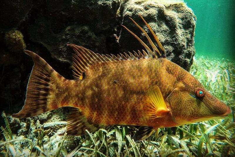 Puerto Morelos: Snorkeling Guided Activity - Key things I’d put on your radar before you go
