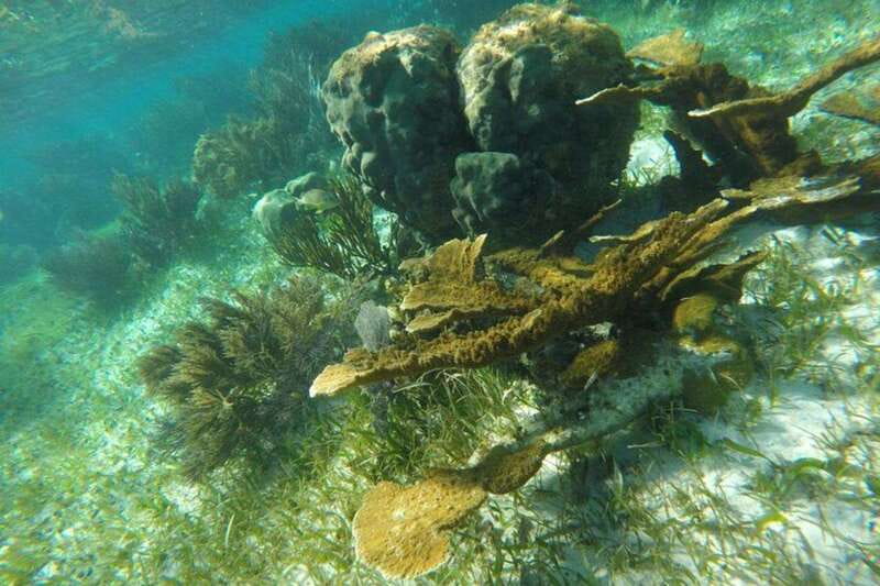 Puerto Morelos: Snorkeling Guided Activity - Puerto Morelos National Park: why this reef is worth your time