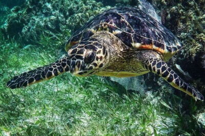 Puerto Morelos: Snorkeling Guided Activity - The 2-hour rhythm: safety briefing, short rides, then 40 minutes at each spot