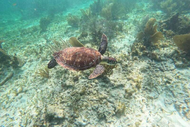 Puerto Morelos: Snorkeling Guided Activity - Sunscreen is prohibited: your sun strategy needs to be clothing-first
