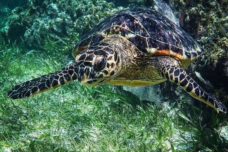 Puerto Morelos: Snorkeling Guided Activity - The 2-hour rhythm: safety briefing, short rides, then 40 minutes at each spot