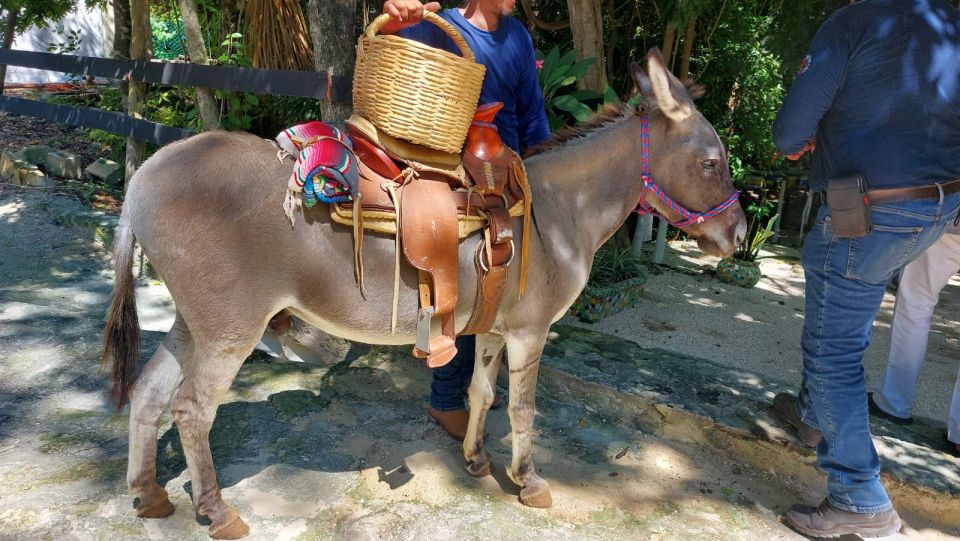 Riviera Maya: Horseback Riding at Rancho Bonanza - Horseback Riding at Rancho Bonanza: The feel of the ride