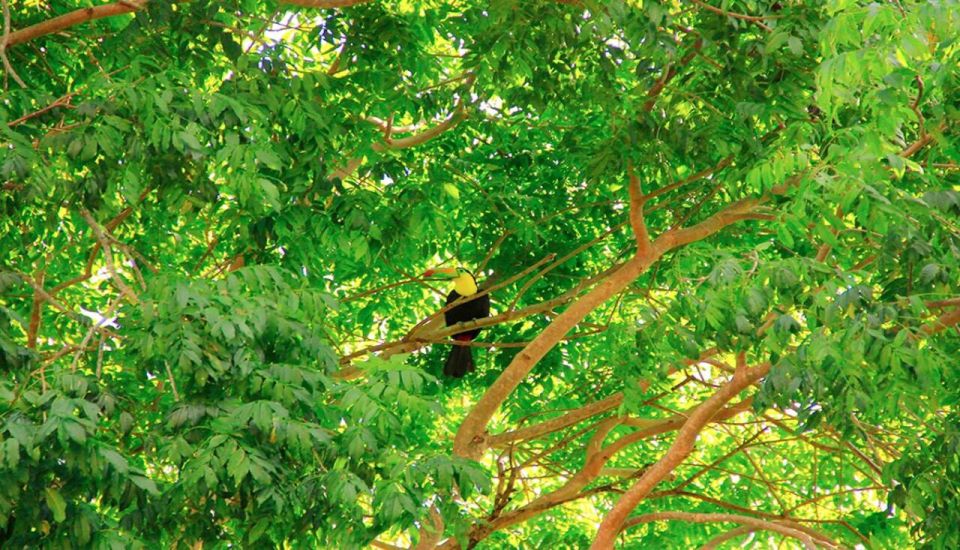 Riviera Maya: Horseback Riding at Rancho Bonanza - Cenote swim after horseback: refreshing, cold, and worth planning for