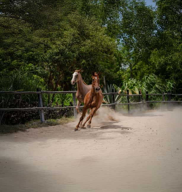 Riviera Maya: Horseback Riding at Rancho Bonanza - Natural chewing gum and melipona honey: the learning stops that don’t feel forced