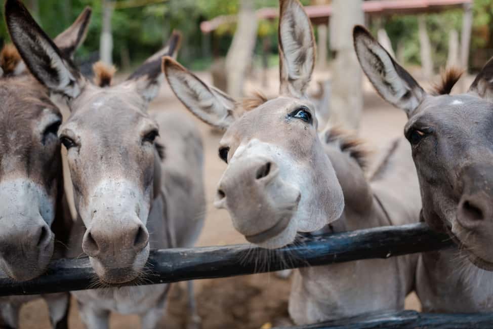 Riviera Maya: Horseback Riding at Rancho Bonanza - Horses, handling, and why you might ride mostly at a walk