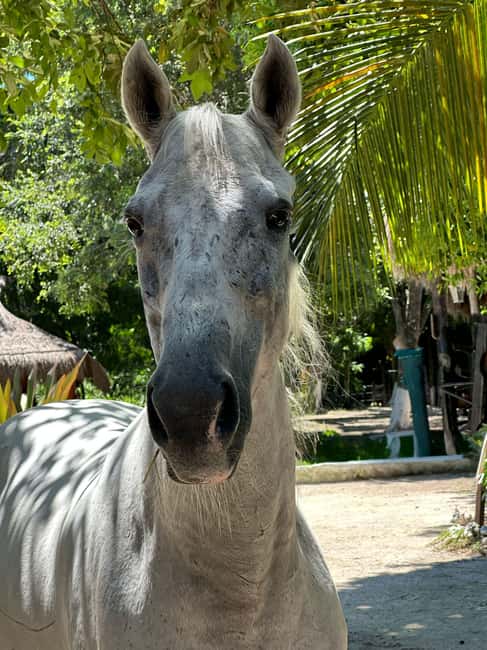Riviera Maya: Horseback Riding at Rancho Bonanza - Small-group attention and guide quality: what you’re paying for
