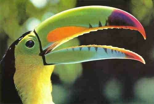 Riviera Maya: Puerto Morelos 4-Hour Bird Watching Tour - Quick hits