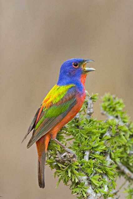 Riviera Maya: Puerto Morelos 4-Hour Bird Watching Tour - Puerto Morelos: a smart place to watch migrants