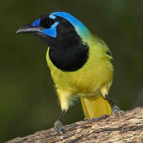 Riviera Maya: Puerto Morelos 4-Hour Bird Watching Tour - Getting there: pickup timing that actually affects bird sightings