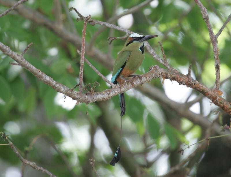 Riviera Maya: Puerto Morelos 4-Hour Bird Watching Tour - In the jungle with a guide: how identification becomes the point