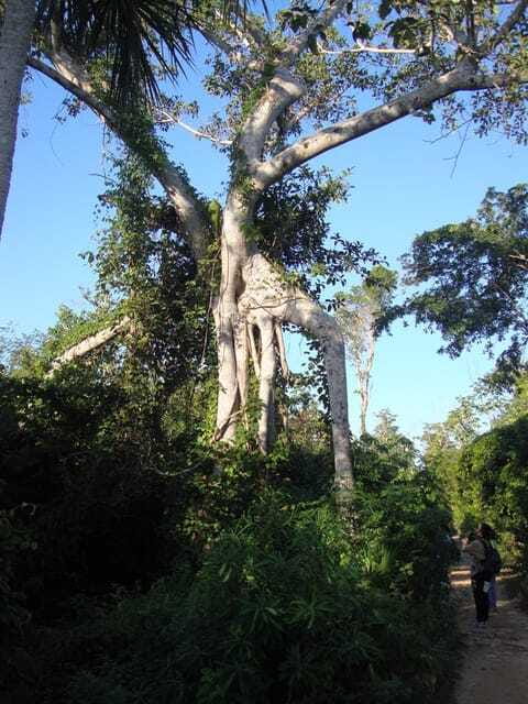 Riviera Maya: Puerto Morelos 4-Hour Bird Watching Tour - What to bring (so the morning stays fun)