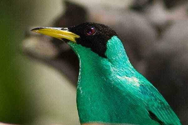 Riviera Maya: Puerto Morelos 4-Hour Bird Watching Tour - Practical expectations: pace, comfort, and who this fits