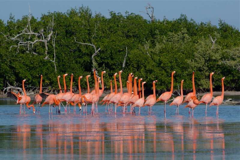 Riviera Maya: Rio Lagartos & Las Coloradas Day Trip w/Lunch - Rio Lagartos and Las Coloradas in One Long Day