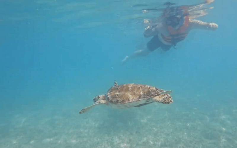 Riviera Maya: Tulum Ruins Tour, Turtle Swimming, Cenotes, and Lunch. - Tulum ruins with a bilingual guide: what makes this stop worth it