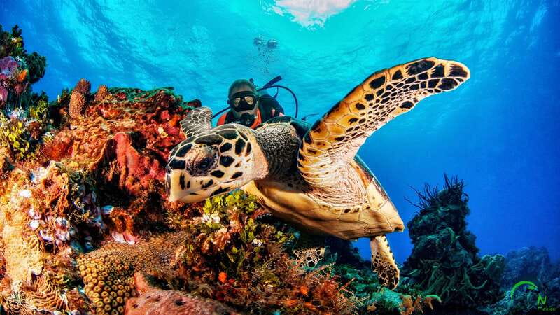 Scuba Dive in Playa del Carmen - 2 Dives (Certified divers) - What You’ll See Under the Surface (and What Makes Playa Del Carmen Special)