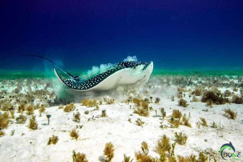 Scuba Dive in Playa del Carmen - 2 Dives (Certified divers) - Price and Value: Is $110 a Good Deal?