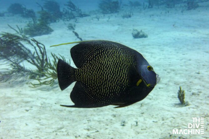 Scuba Diving for Beginners – Tulum Dive Machine - Casa Cenote: training under mangroves, not in a classroom