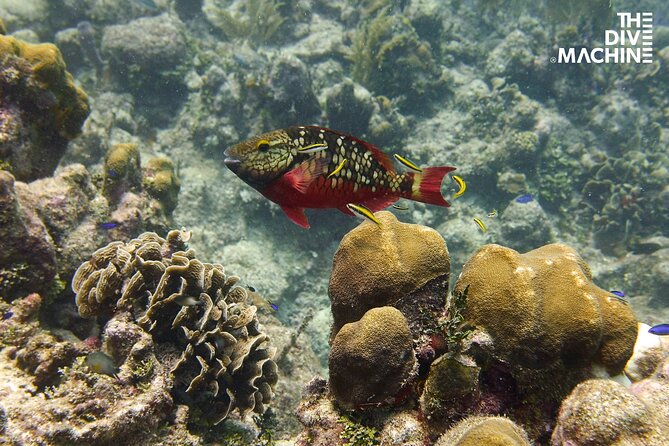 Scuba Diving for Beginners – Tulum Dive Machine - Universal Inclusion: a school built for different abilities